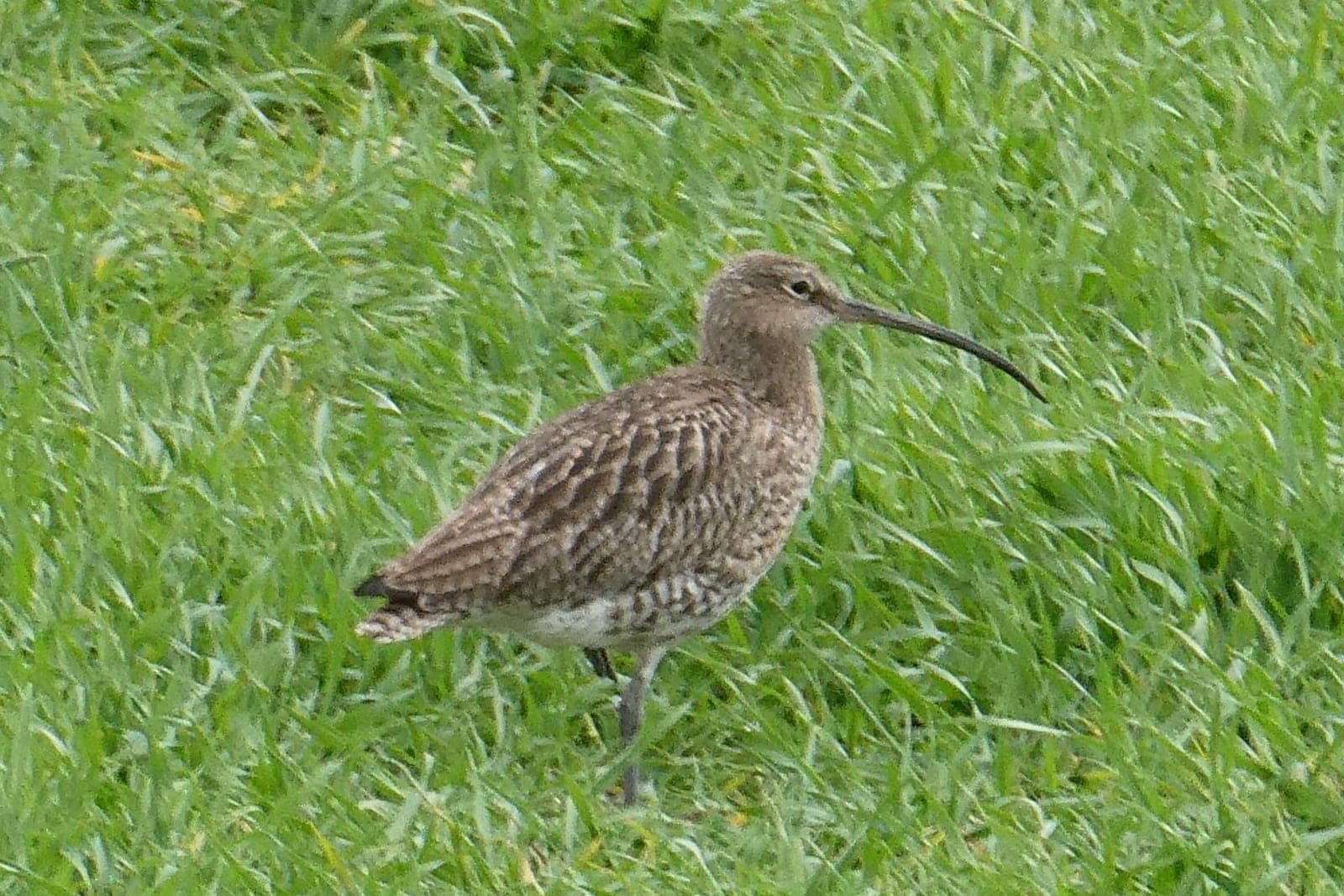 A curlew with its long downcurved bill walking through rough grassland