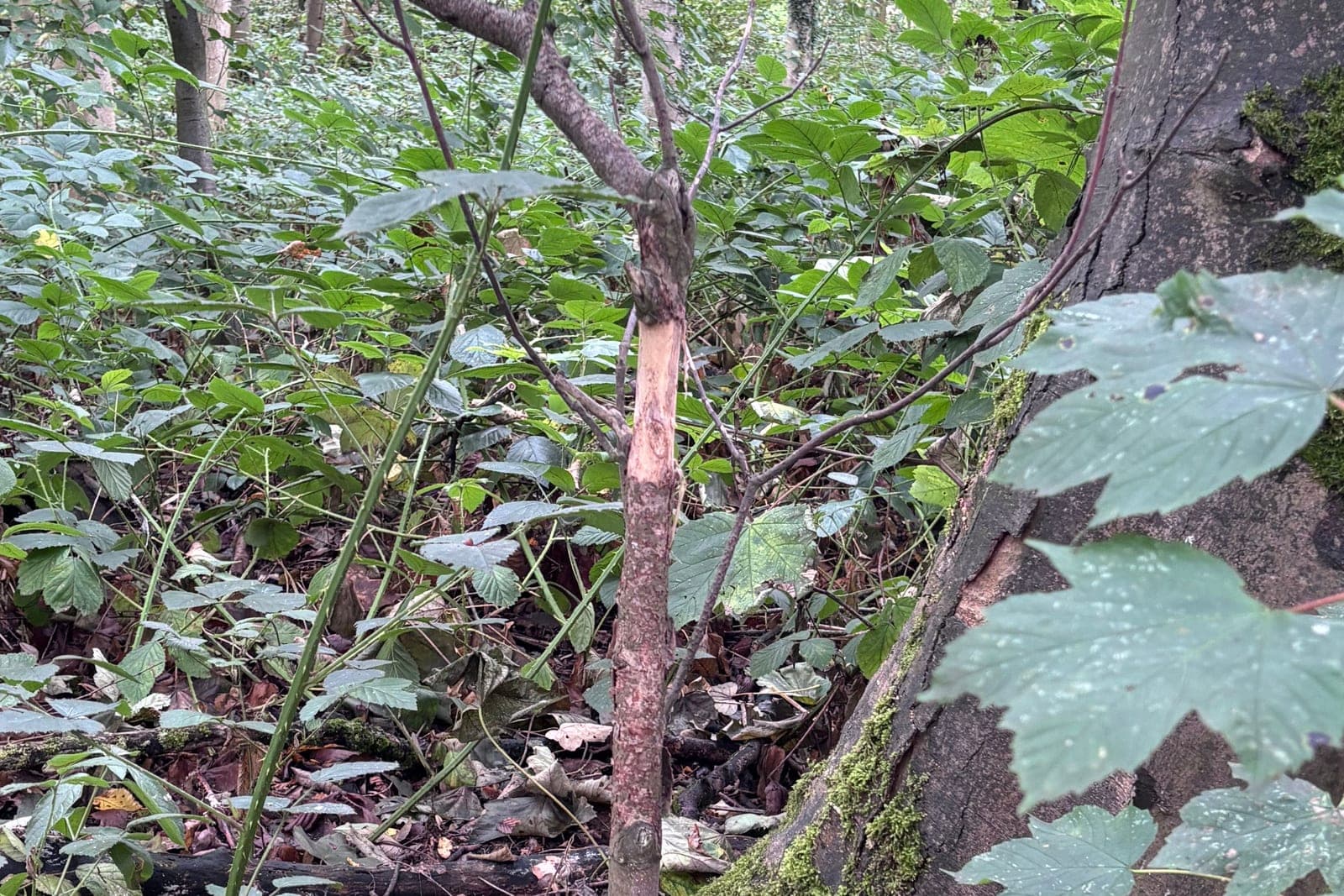 A young tree stem in woodland undergrowth with a long section of bark stripped away, exposing the pale wood beneath