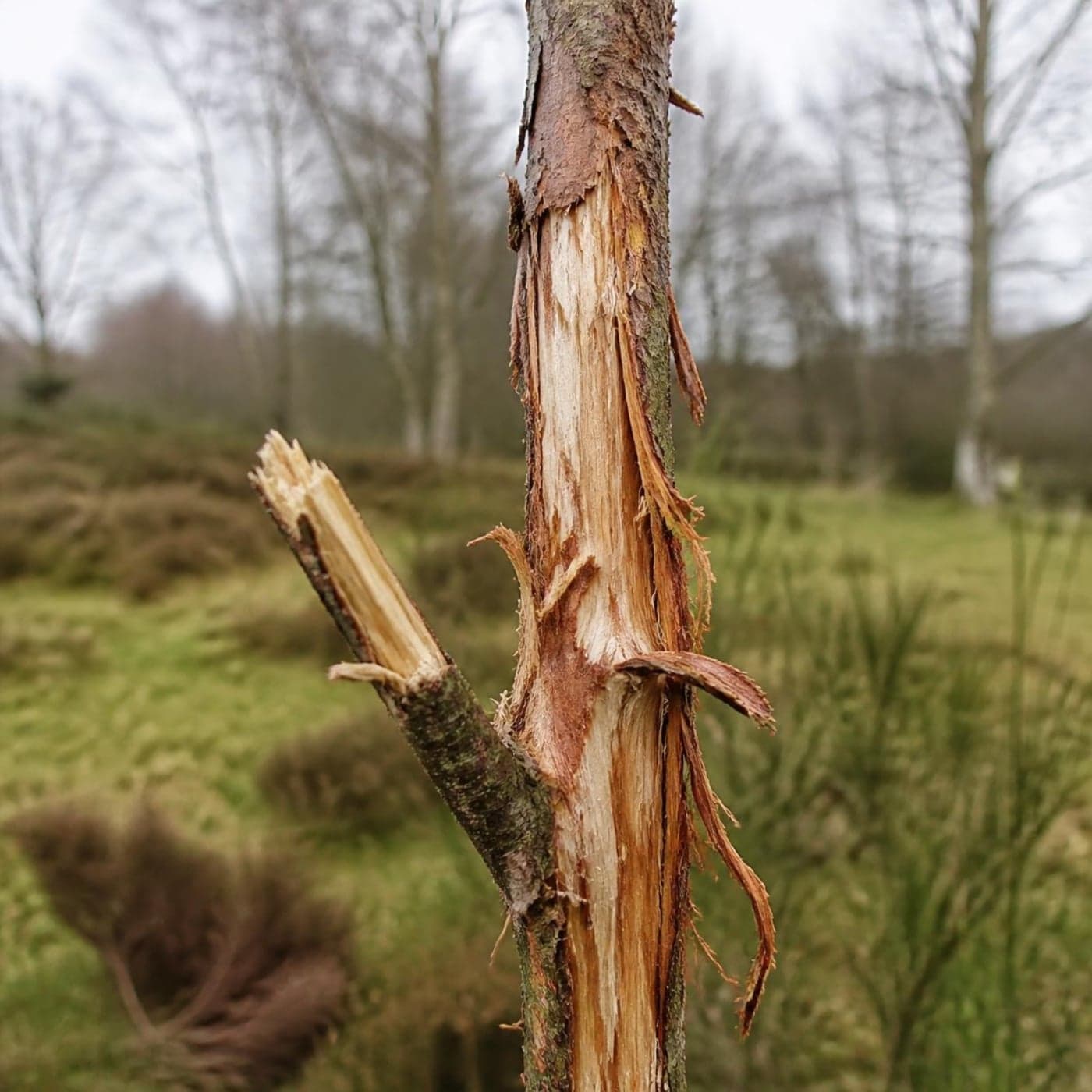 Bark frayed and stripped from a young tree by deer in a North Yorkshire woodland, exposing the pale wood beneath