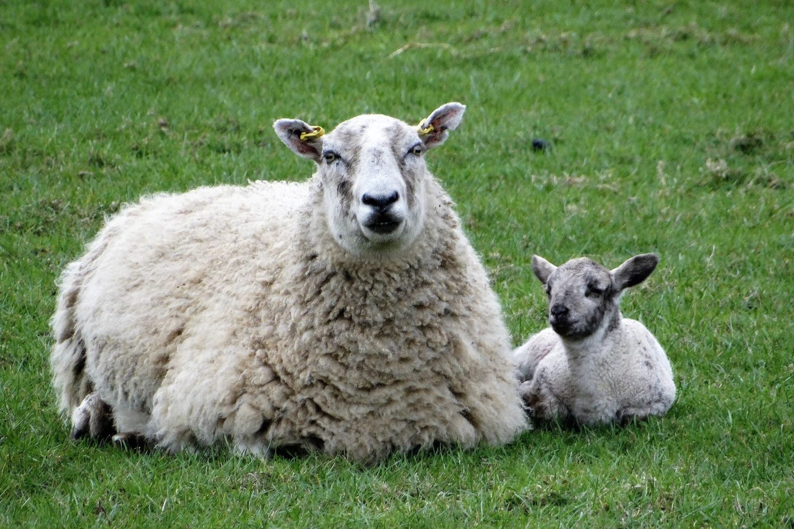 A ewe lying in a green pasture beside her newborn lamb