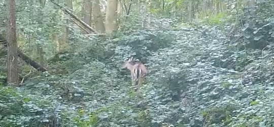 A fallow doe walking through ivy in woodland, caught on a trail camera