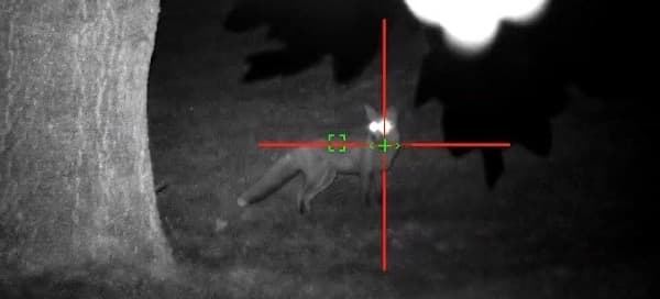 Night vision view of a fox under trees at night, with the scope's crosshair on it