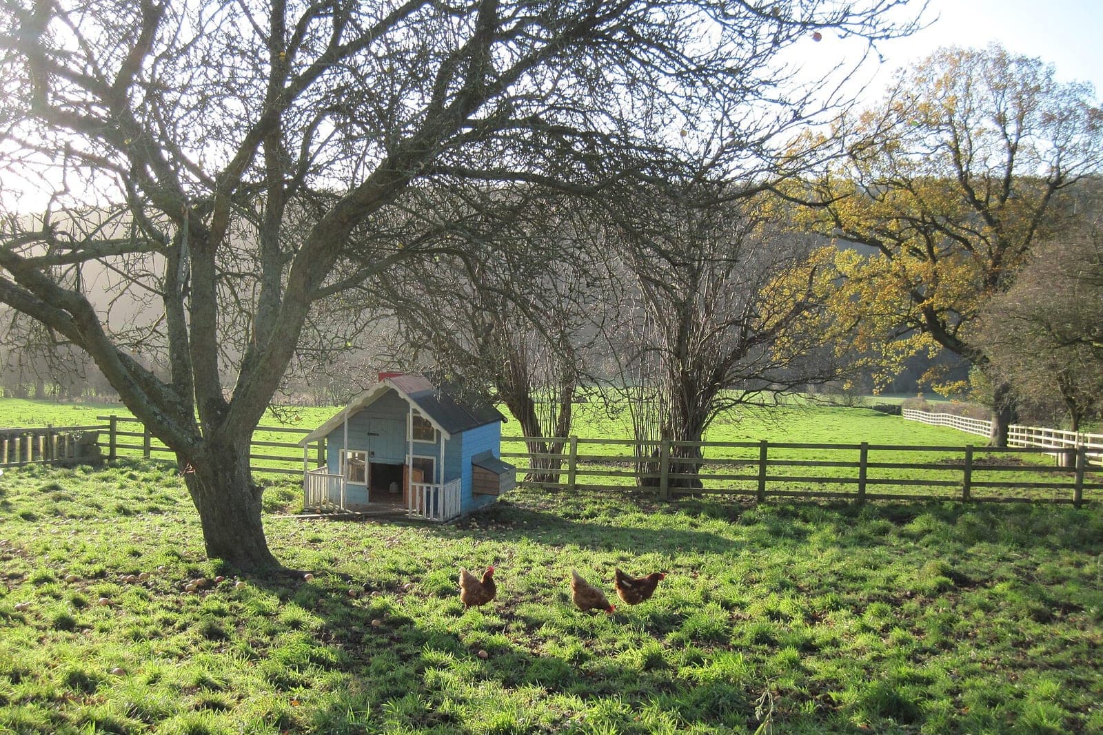 Hens free-ranging in a grassy orchard around a small blue wooden hen house