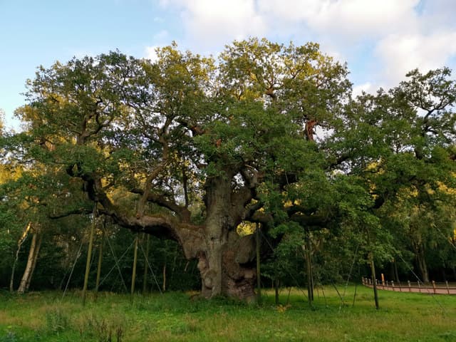 The Major Oak, an ancient, wide-spreading oak tree in Sherwood Forest near Edwinstowe