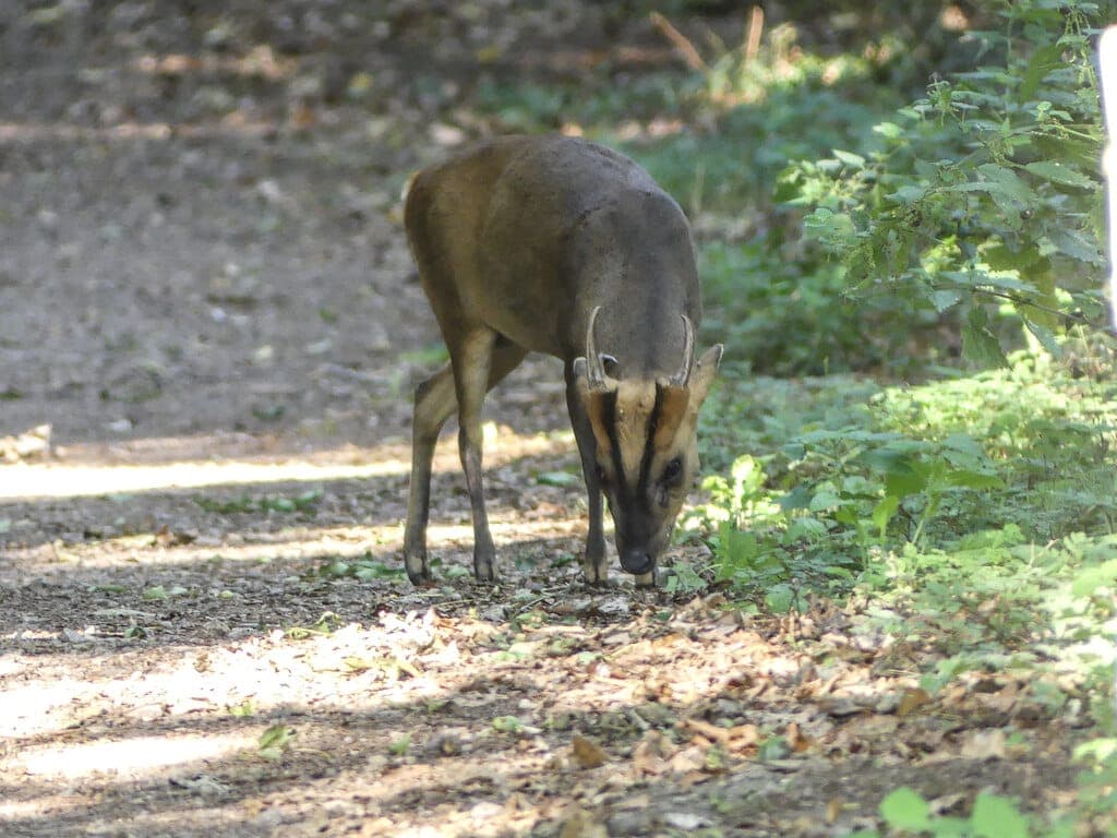 A muntjac buck with short antlers browsing at the edge of a woodland path