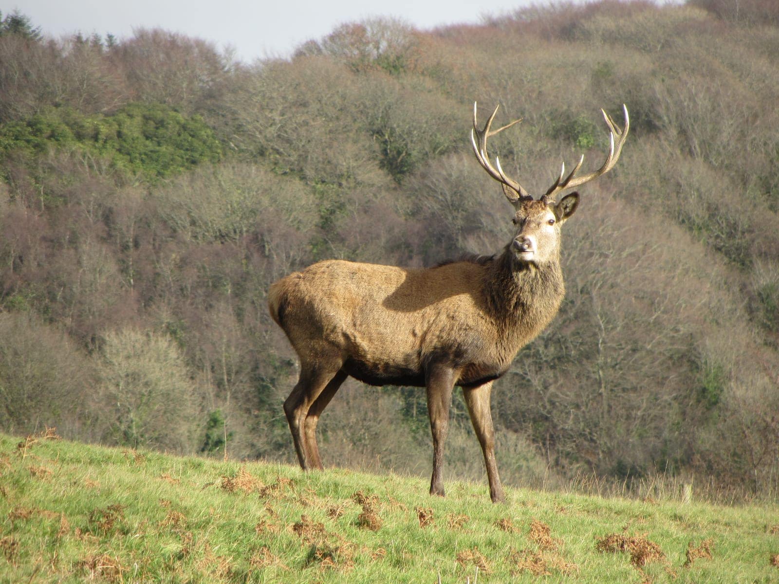 A red deer stag with a full head of antlers standing on a hillside above woodland