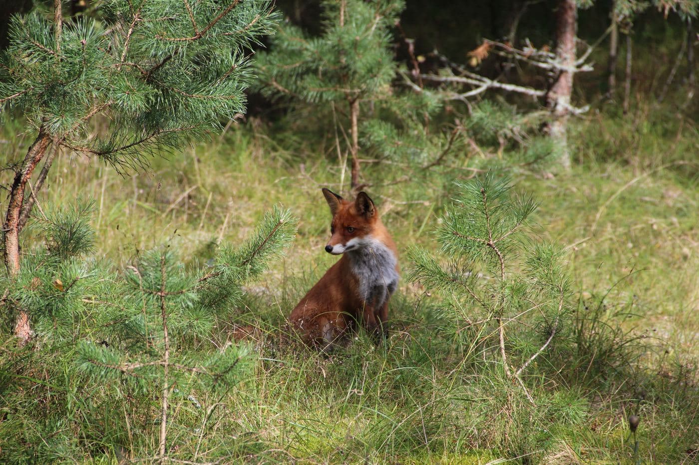 A red fox sitting alert among pine saplings and grass in UK woodland, a pest species managed under Donaldson Deer Service's fox control