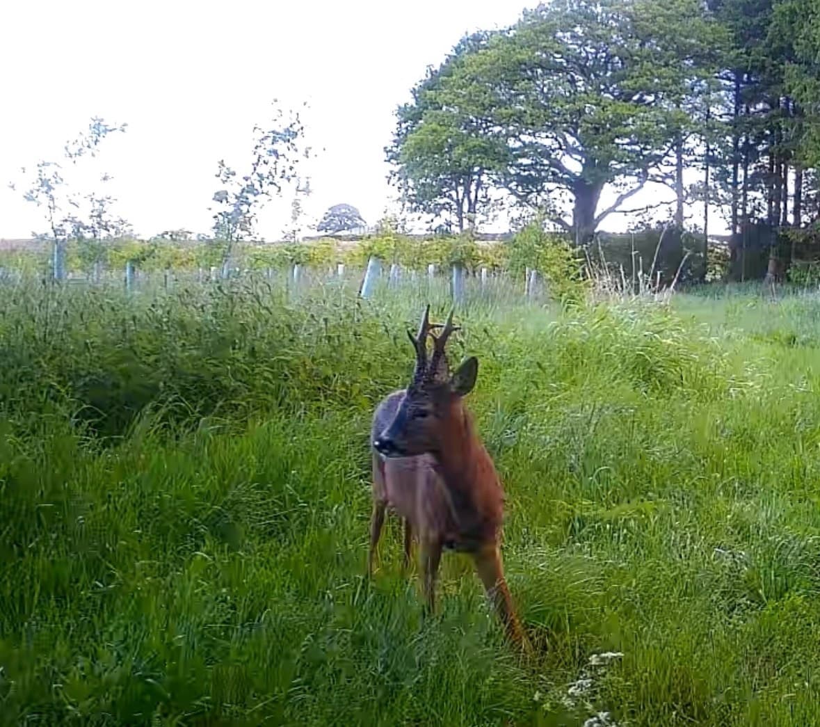 A roe buck caught on a trail camera in long grass beside newly planted trees in tubes on a North Yorkshire farm