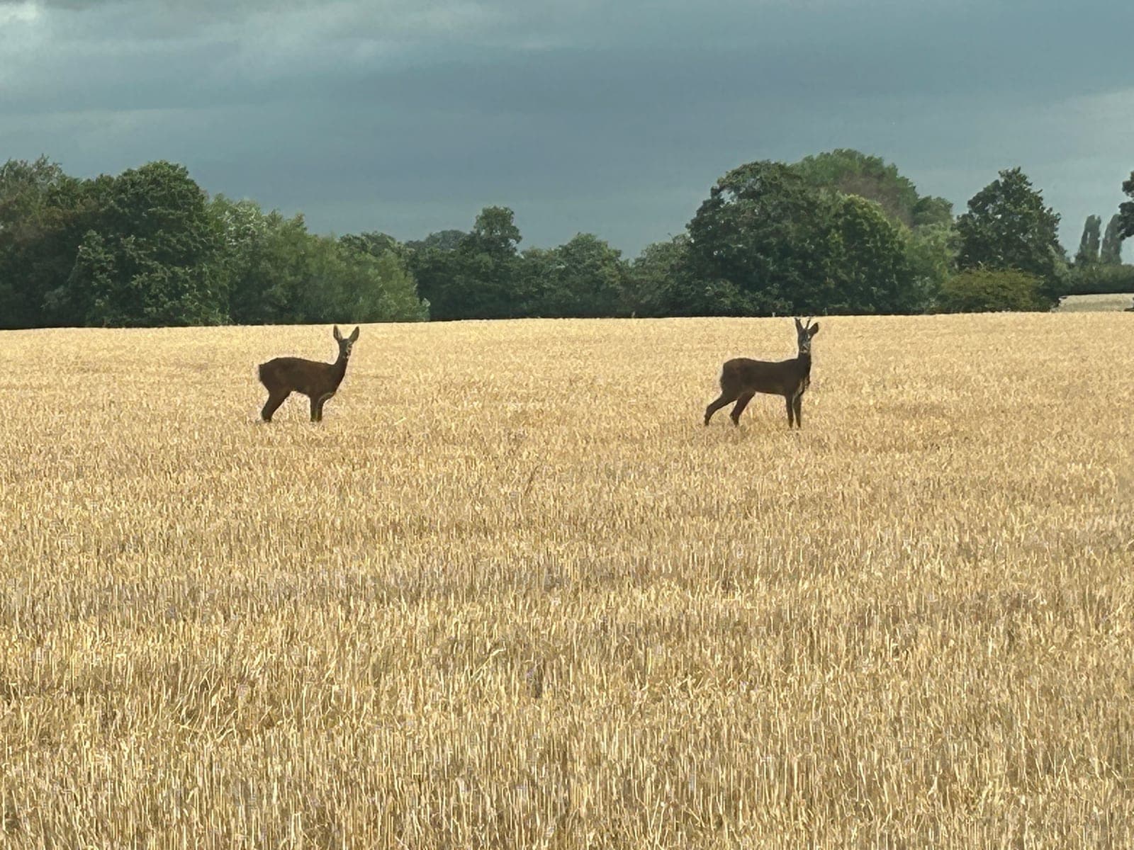 Two roe deer standing alert in a harvested stubble field in front of a line of trees