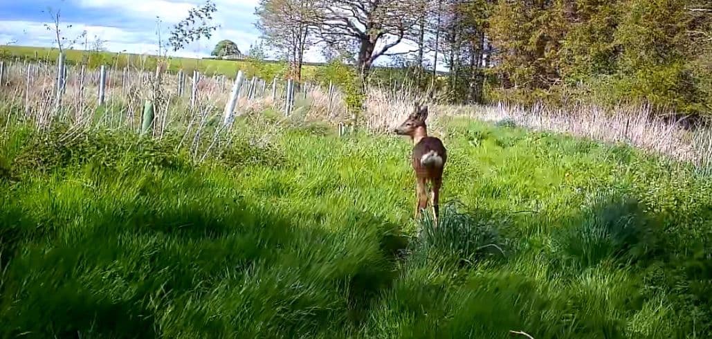 A roe deer walking through a spring woodland planting lined with tree guards