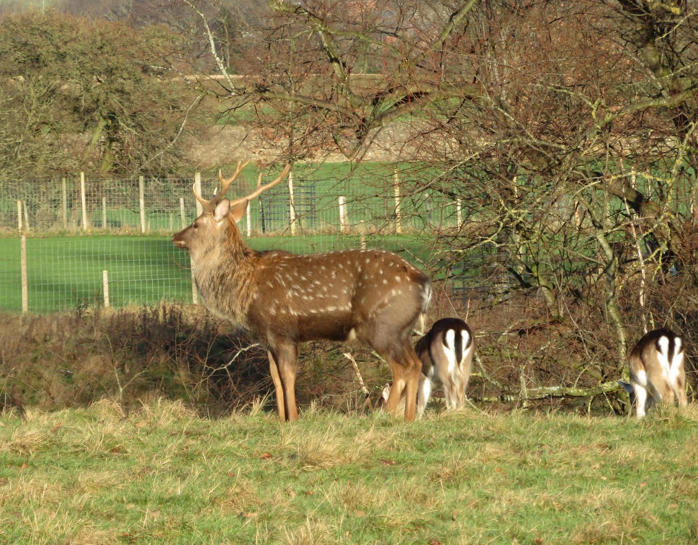 A spotted sika stag with branched antlers standing at the edge of woodland at Studley Park near Ripon