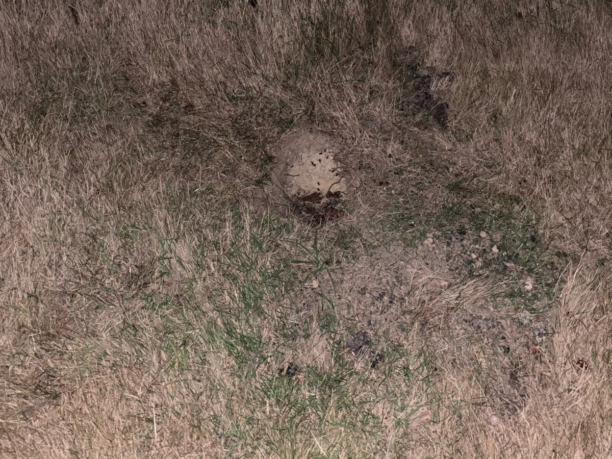 A fresh hole dug into dry grassland at night, with the pale papery comb of a wasp nest exposed at the bottom and loose soil scattered around the edge