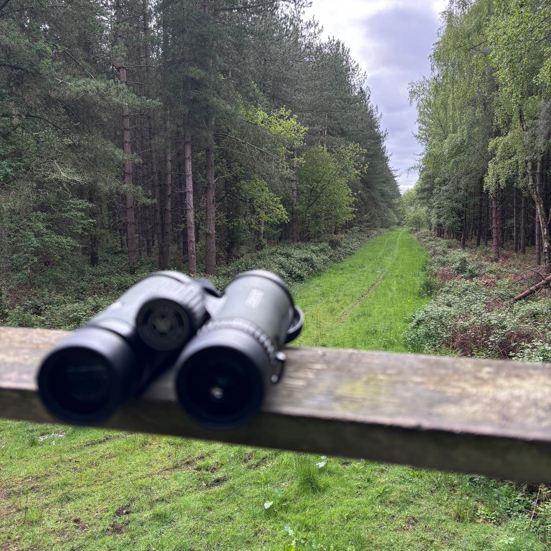 Binoculars resting on a wooden fence rail, looking out over a grassy ride through woodland