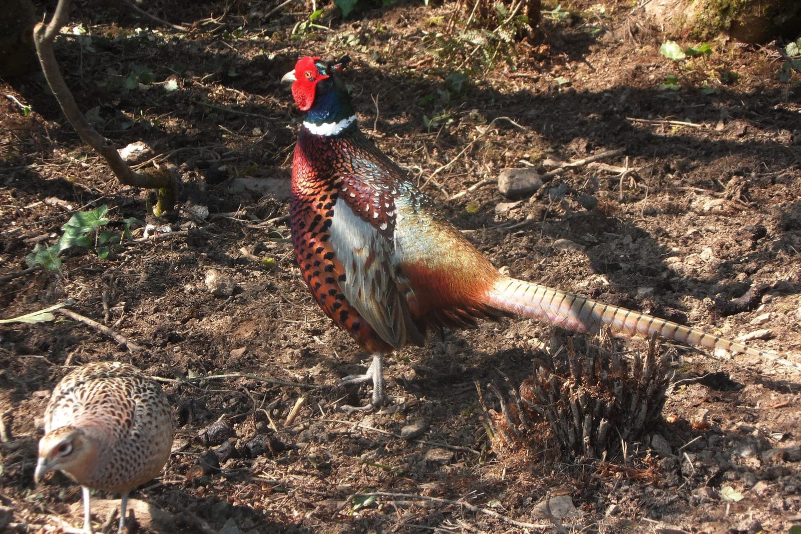 A cock pheasant and a hen pheasant on bare ground at a field edge