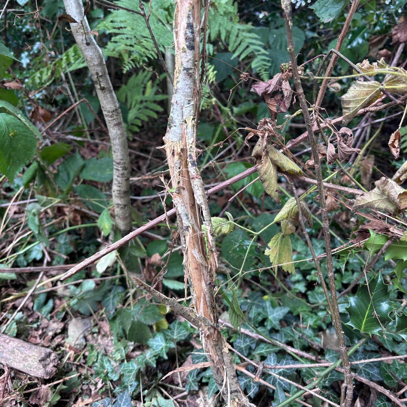 A young sapling with bark stripped and frayed by deer, exposing the pale wood beneath, amid ferns and undergrowth