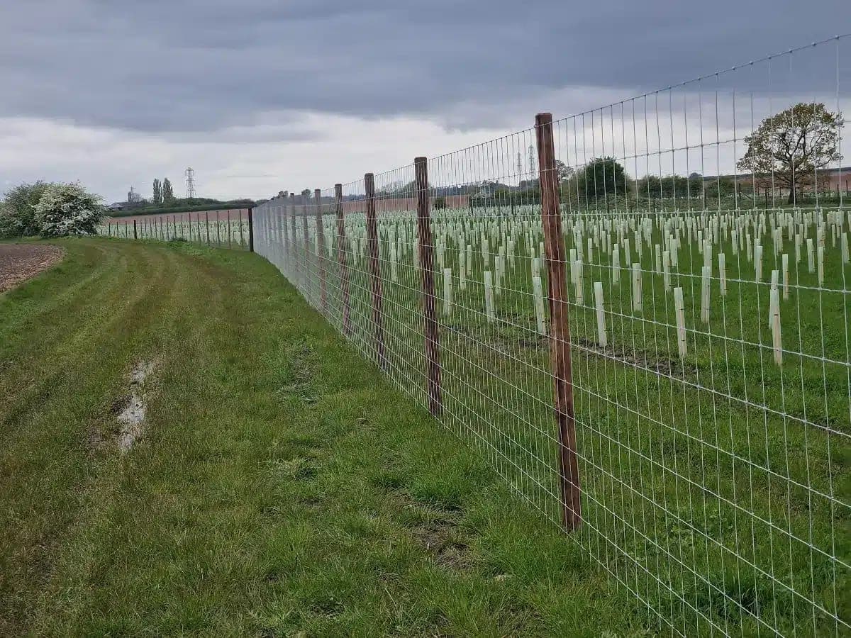 A green wire deer fence on wooden posts running along the edge of a field, protecting rows of newly planted tree saplings in guards behind it
