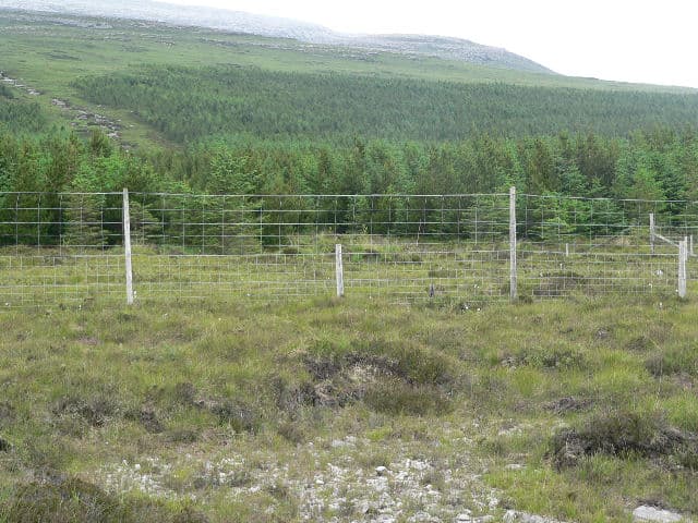 A wire deer fence running around the edge of a young forest plantation, protecting newly planted trees from browsing