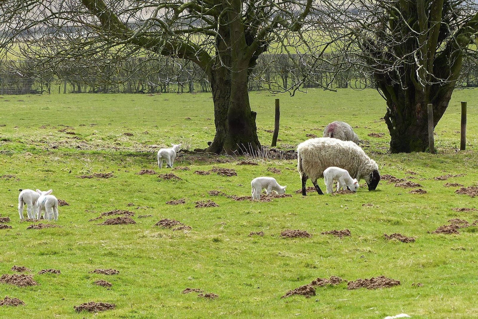 Ewes and young lambs grazing in a pasture beneath large trees