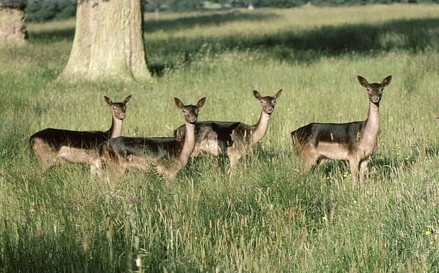 A small group of fallow deer standing in tall meadow grass, looking directly at the camera