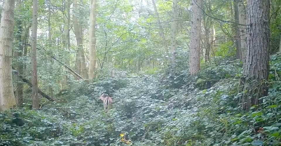 A fallow doe walking up through ivy and undergrowth in broadleaf woodland, caught on a trail camera