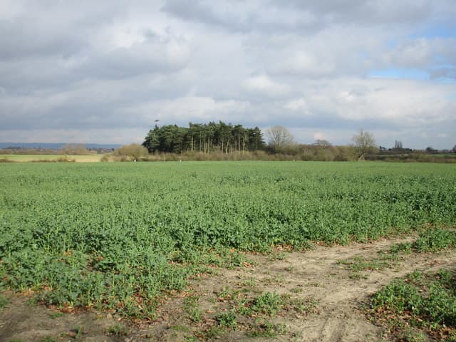 A crop field with the Yorkshire Wolds and an area of distant woodland beyond, representative of land being considered for woodland creation