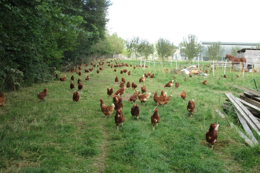 A flock of brown free-range hens spread along a grassy run beside a line of young trees