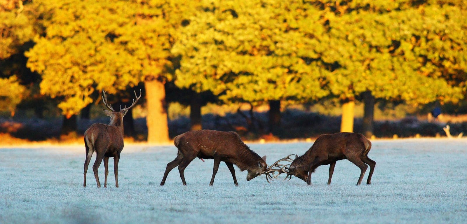 Two red deer stags locking antlers in the rut on a frosty autumn morning, watched by a third stag, under golden trees