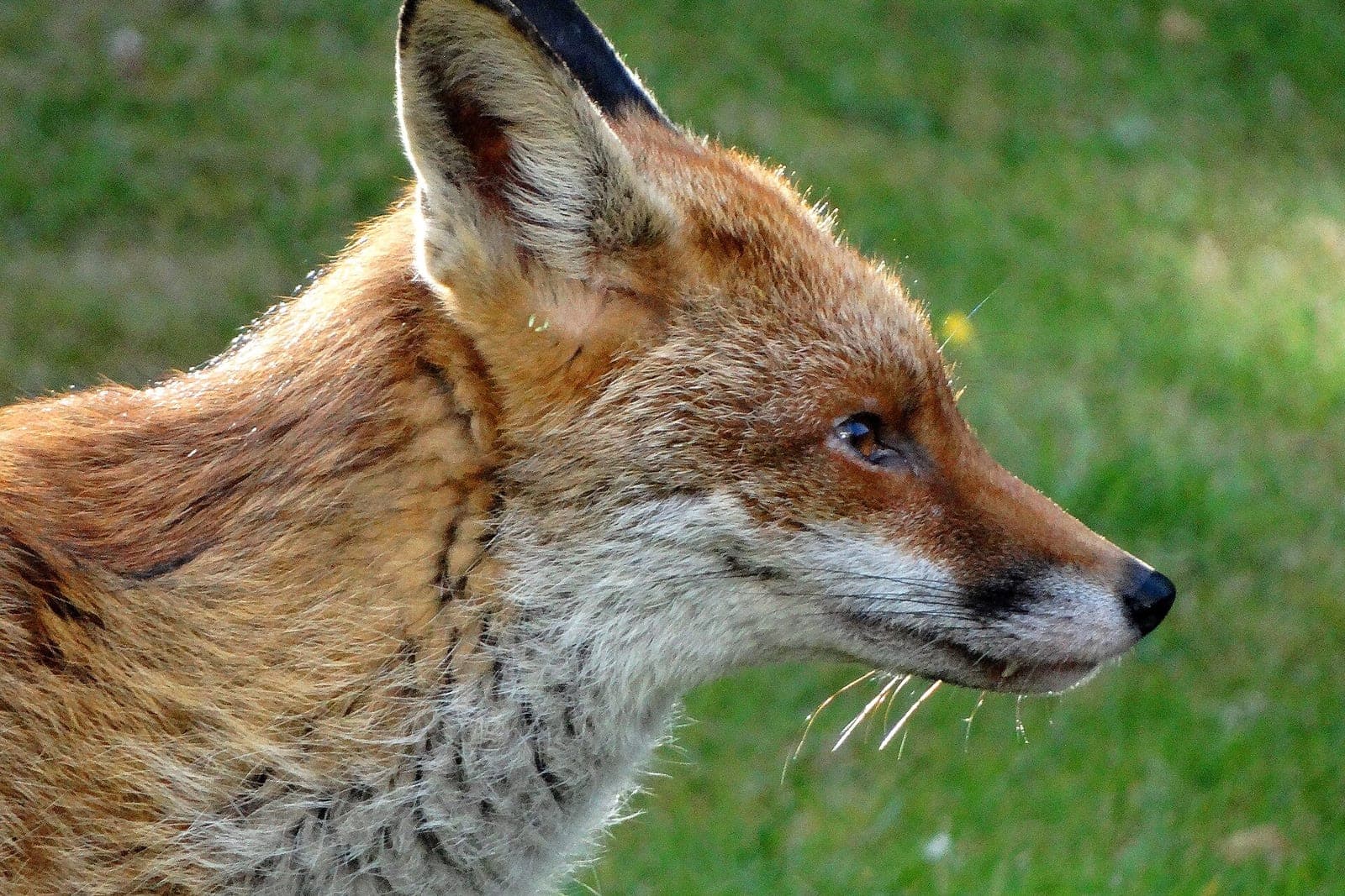 Close-up of a red fox's head in profile against green grass