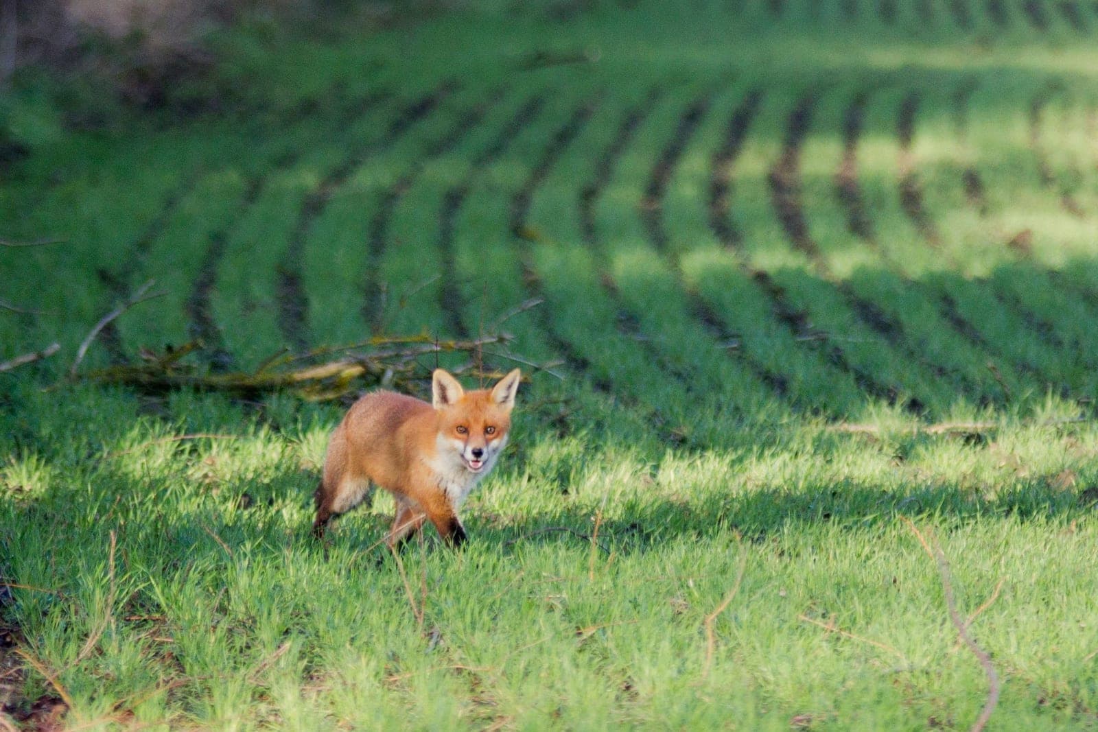 A red fox standing in the grass margin of a young cereal field