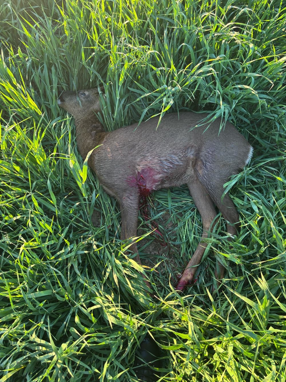 A culled roe buck lying in a green cereal crop