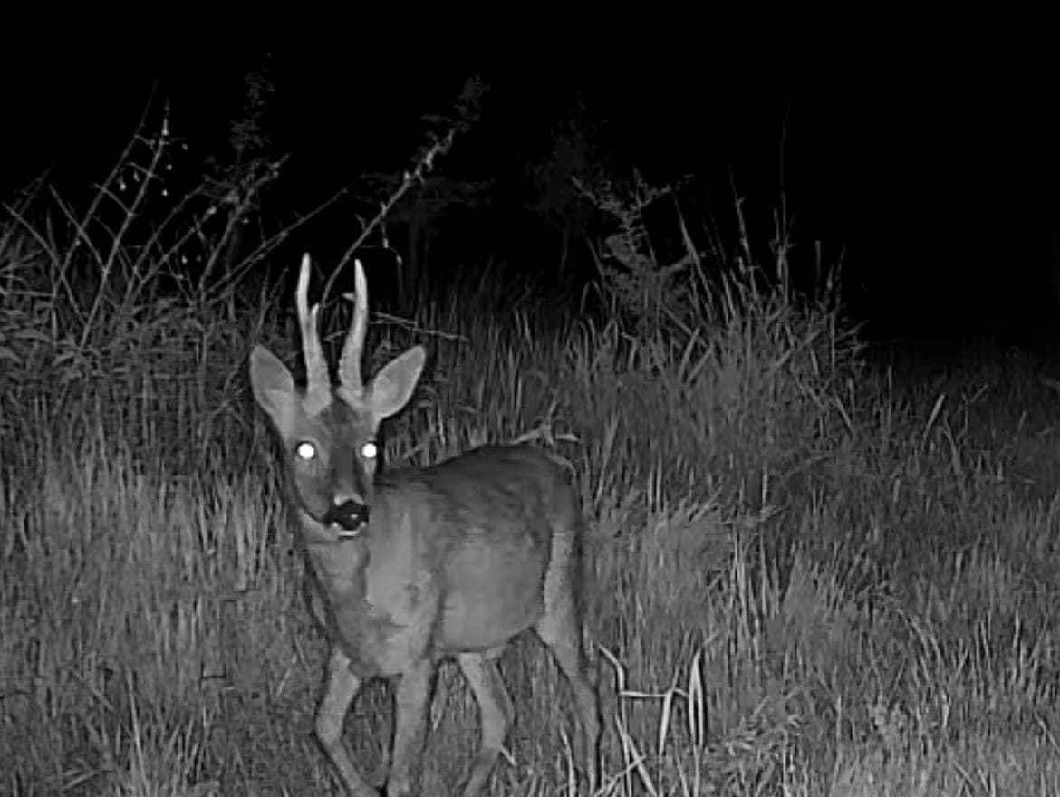 Night-time trail camera image of a roe buck standing in long grass at a field edge, looking toward the camera