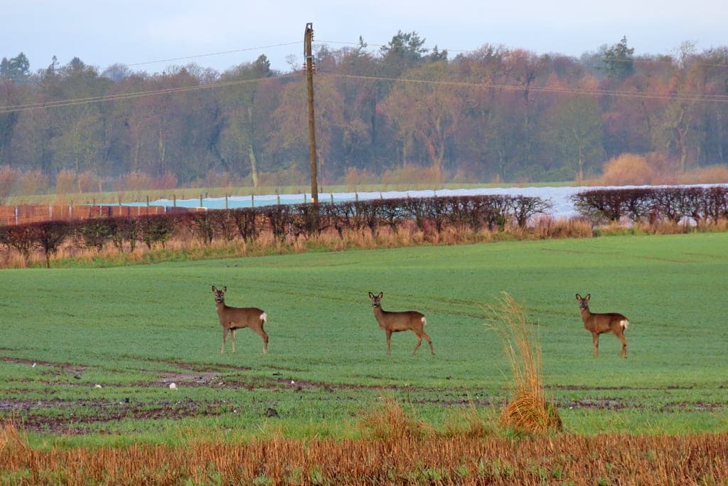 Three roe deer standing in a field of young winter crop in front of a hedge, with woodland behind