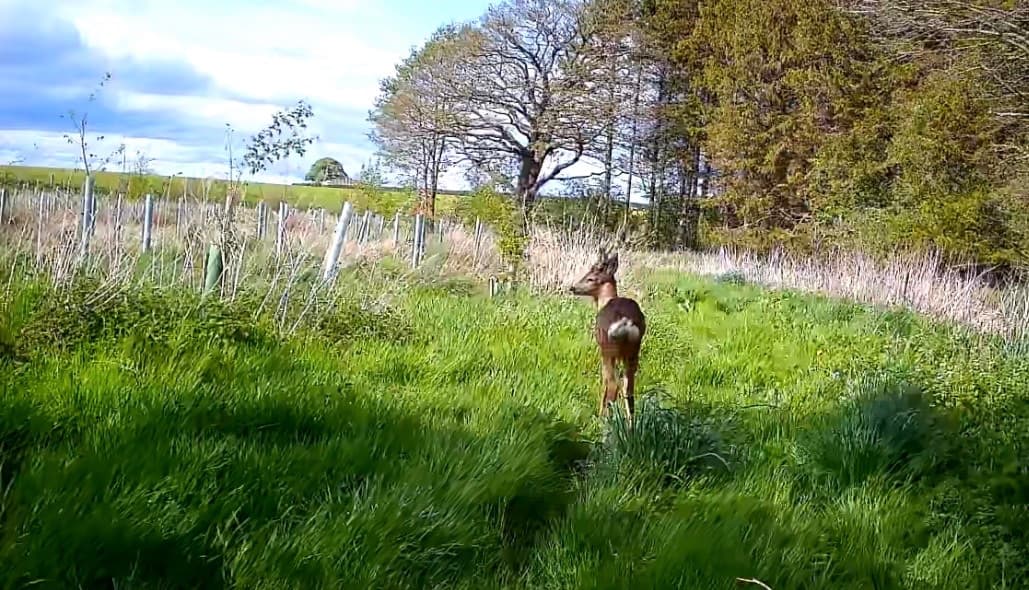 A roe deer on a trail camera walking through grass beside rows of guarded young trees