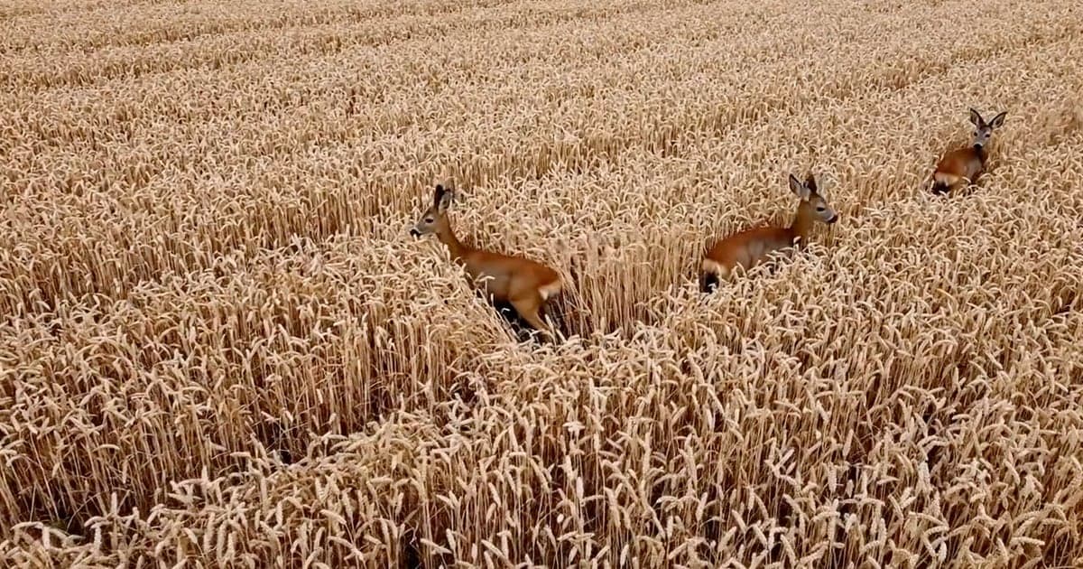 Three roe deer standing among the tramlines of a wheat field