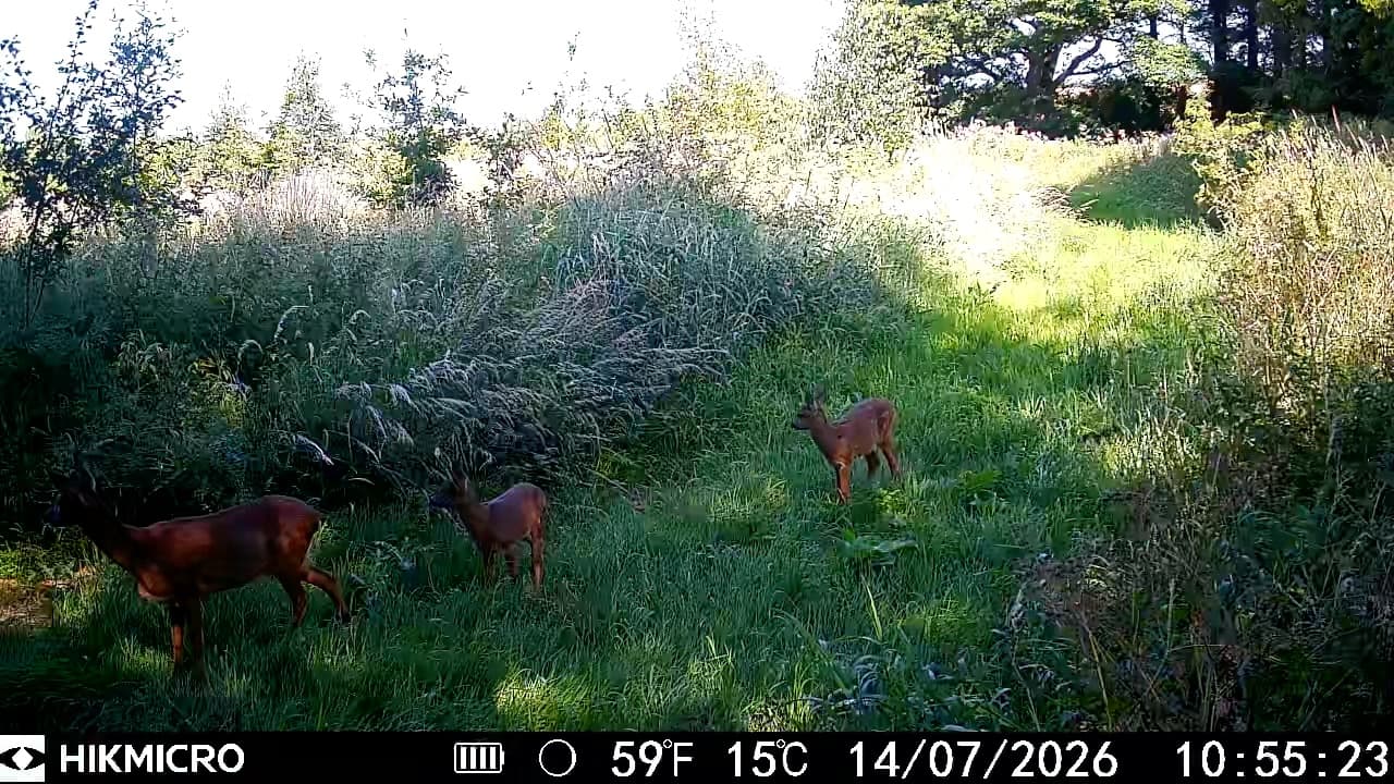 A roe doe and her kids grazing a sunny woodland ride, captured on a trail camera in July 2026