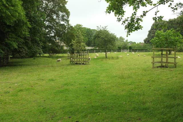Sheep grazing in a parkland setting among young trees protected by individual tree guards