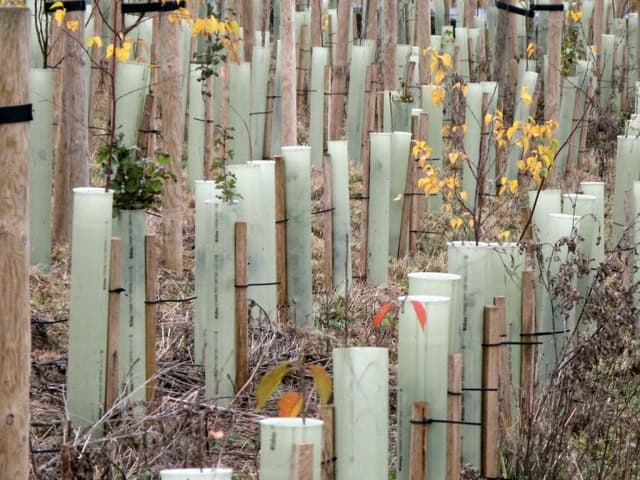 Rows of young trees planted in tall plastic tube guards on wooden stakes, tied in place, some with autumn leaves showing above the guard tops