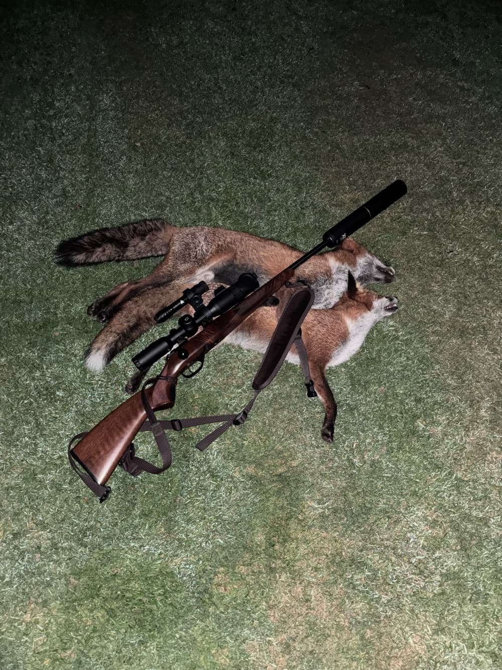 Two culled foxes lying on grass at night beside a rifle with a scope and moderator