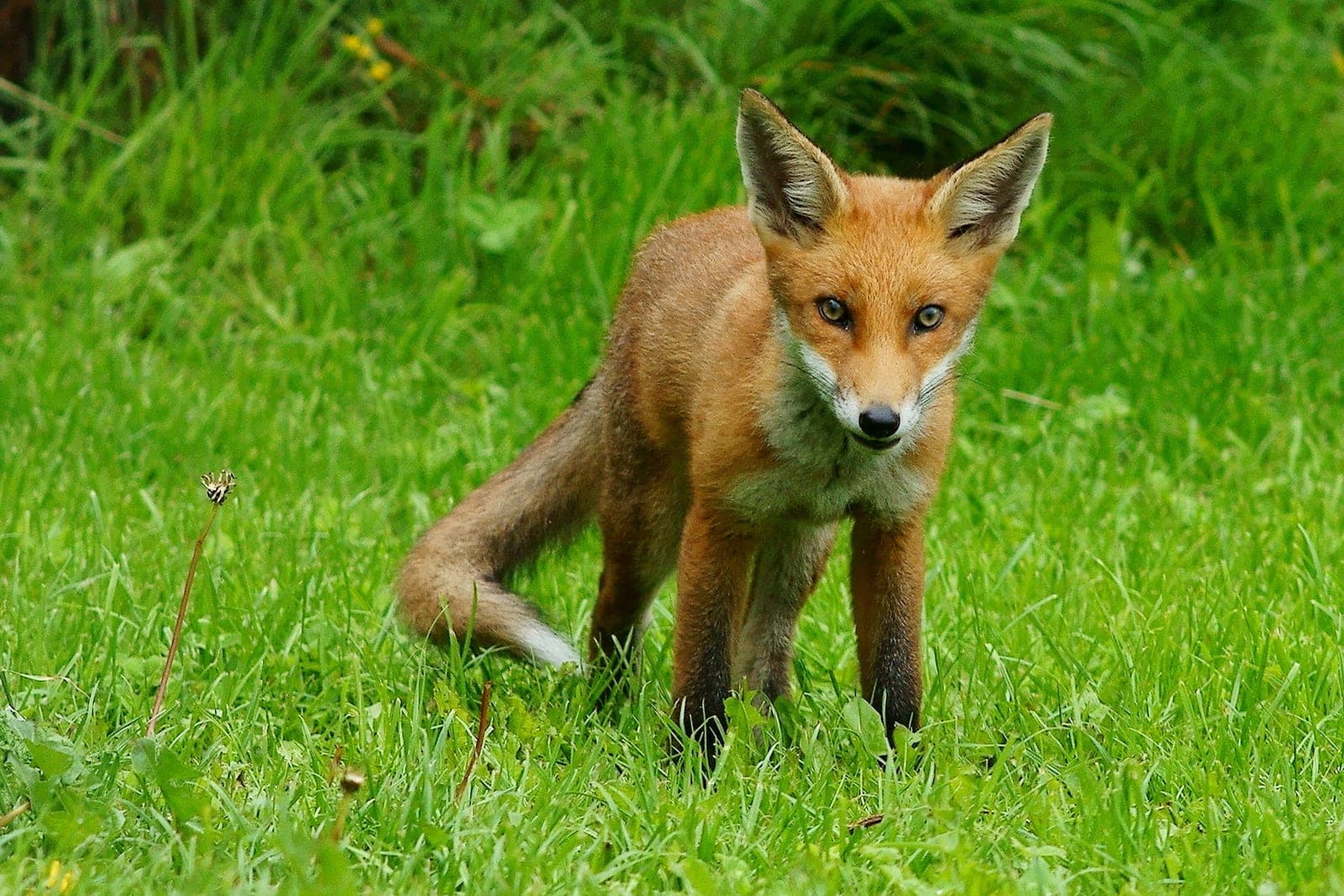 A young red fox standing in long grass, looking towards the camera